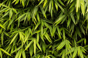 Fototapeta premium Green bamboo texture
