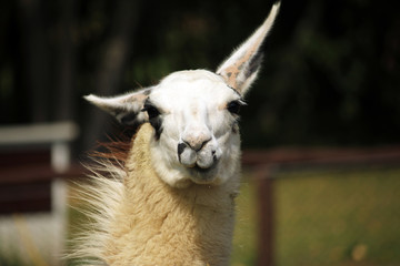 Lama © vhanzal