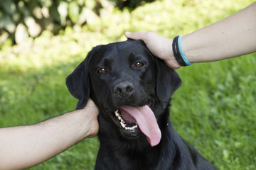 portrait of female Labrador retriever