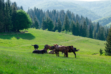 The group of horses grazing in a forest glade.