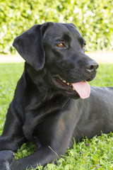 portrait of female Labrador retriever