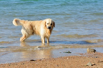 Un beau chien des Pyrénée joue dans l'eau de mer sur une plage