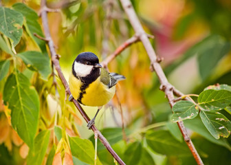 Obraz premium great titmouse on a branch at autumn