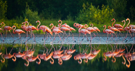 Caribbean flamingo standing in water with reflection. Cuba. An excellent illustration. © gudkovandrey
