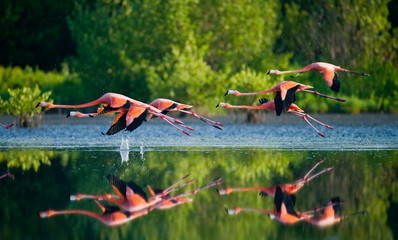 Caribbean flamingos flying over water with reflection. Cuba. 