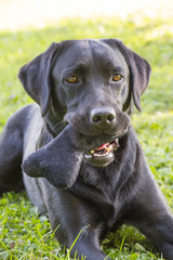 portrait of female Labrador retriever