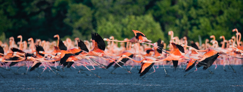 Caribbean flamingos flying over water with reflection. Cuba. An excellent illustration.