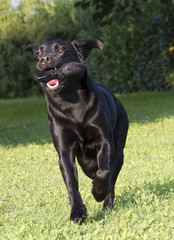 young female Labrador retriever running