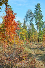 Fototapete bei efototapeten.de bestellen   