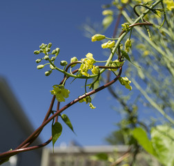 Broccoli and Morning Glory Vine Entangled