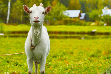 Horny goat grazing on the green meadow near a village pond