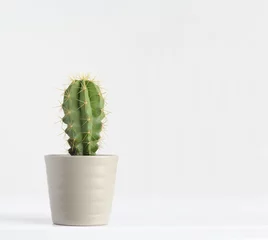 Abwaschbare Fototapete Kaktus Kaktus auf weiß