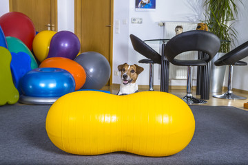 Jack Russel
