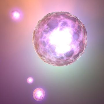 Cellula concepimento, ovulo, nucleo umano