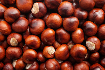 Fall conkers background