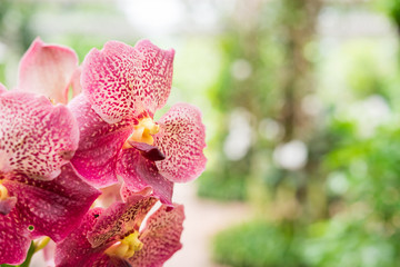 Beautiful pink orchid