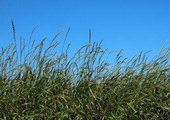 Green Straw Field with Blue Sky Background