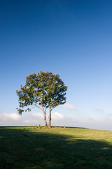 Fototapeta na wymiar Alone tree on meadow against deep blue sky