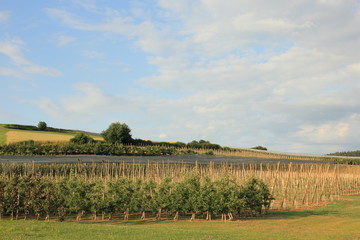 Fototapeta na wymiar Obstplantage, Apfelbäume