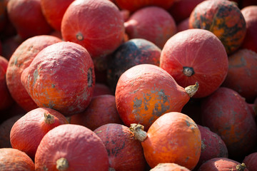 Hokkaido Kürbis auf dem Feld
