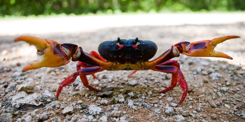 Land crab spread its claws. Cuba. An excellent illustration. Unusual angle.