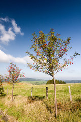 Rowan trees in autumn countryside