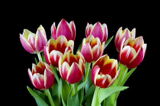 Freshly cut bunch of vibrant red, pink and white tulips on a black background