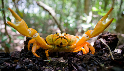 Land crab spread its claws. Cuba. An excellent illustration. Unusual angle.