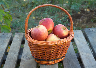 Ripe red and yellow apples inside brown wicker basket on wooden table outdoor. Vertical view closeup