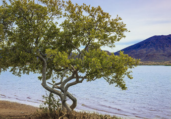 Desert Shade Tree native to Sonora Desert of Mexico and Arizona
