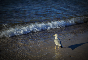 Seagull on the beach as a wave washes up