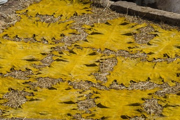visiting the famous tanneries of fes