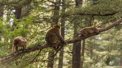 macaques relaxing on a tree