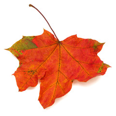 Maple leaf