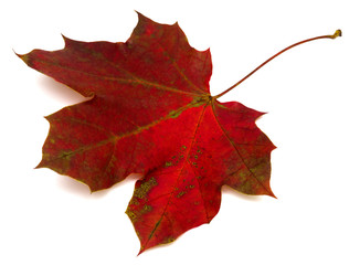 Maple leaf