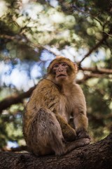 Naklejka premium macaques relaxing on a tree