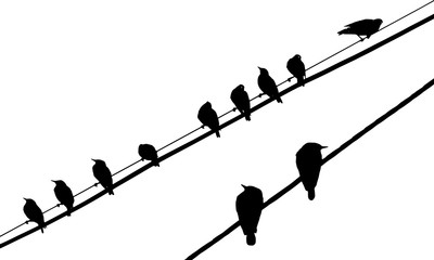 birds on wires