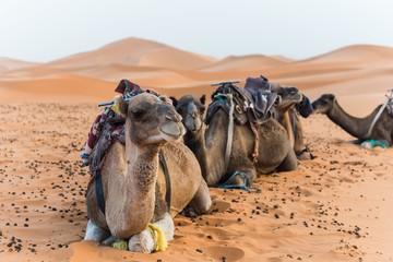 selective focus shot of camels in the desert