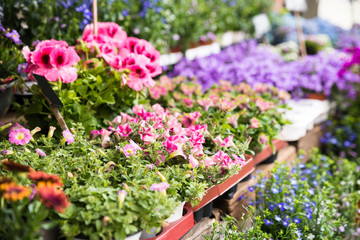 Close-up Of Flowers And Plants