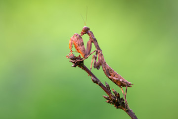 Indonesian double shield mantis
