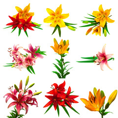 A beautiful collection of colorful lilies with buds