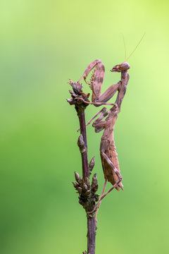 Indonesian double shield mantis