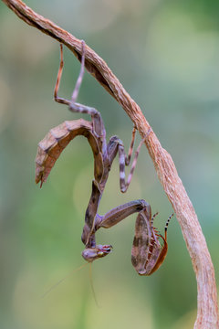 Indonesian double shield mantis