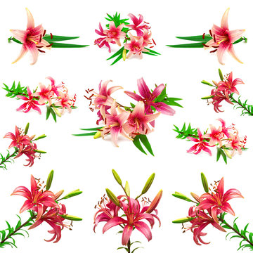 Collection of beautiful pink lilies