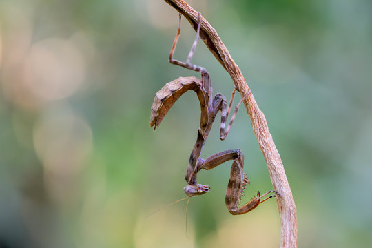 Indonesian double shield mantis
