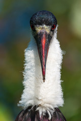 Woolly-necked stork