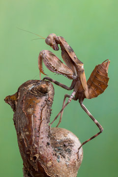 Indonesian double shield mantis