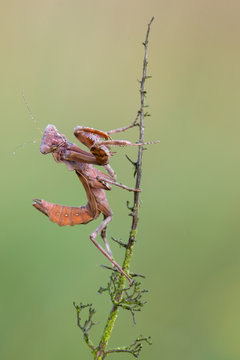 Indonesian double shield mantis