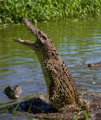 Papier Peint photo Crocodile Le crocodile cubain saute hors de l& 39 eau. Une photographie rare. Cuba. Une excellente illustration. Angle inhabituel.