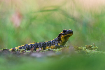 Fire salamander